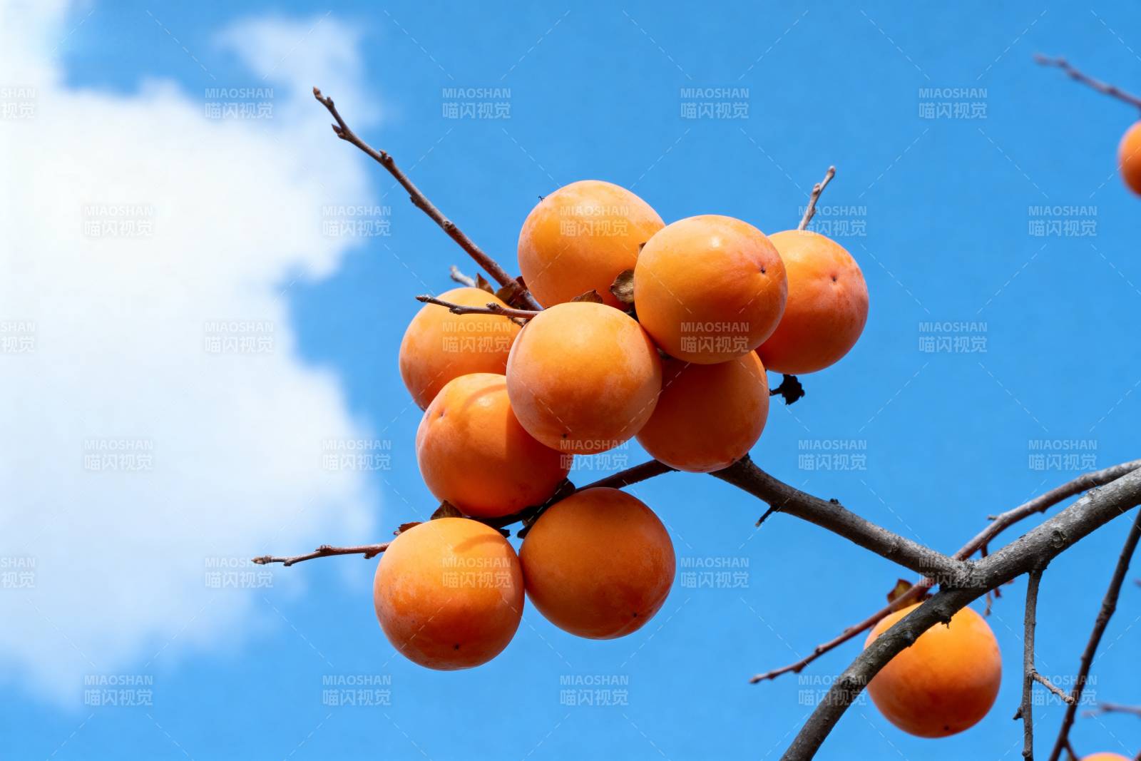 橙果挂枝头图片