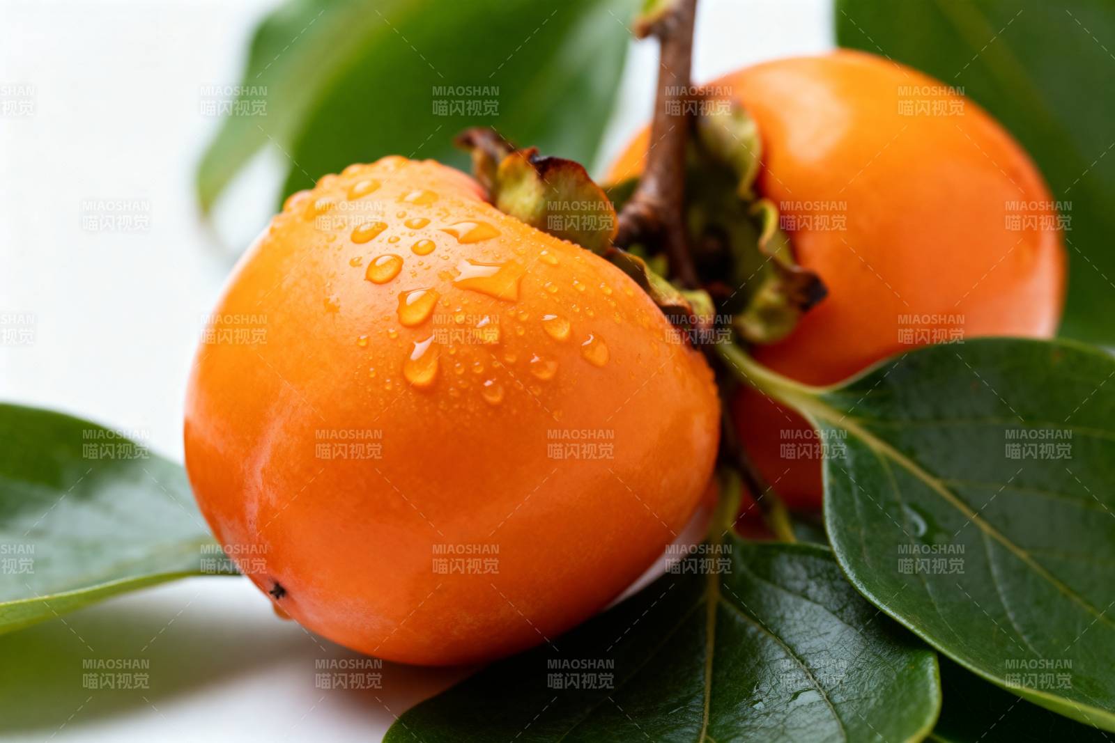 晶莹柿子挂枝头图片