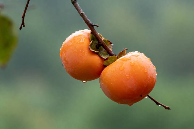 雨后柿子挂枝头图片