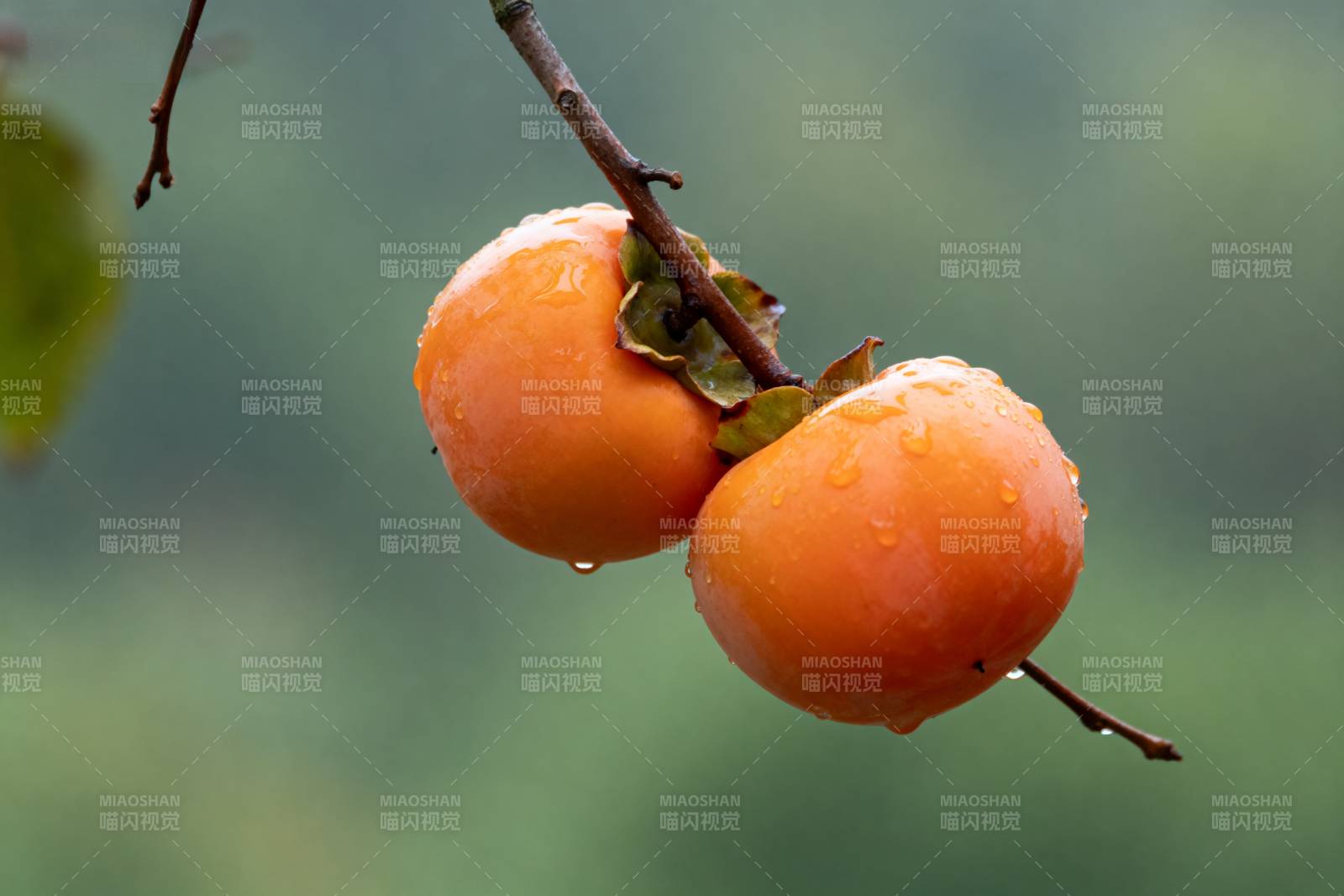 雨后柿子挂枝头图片