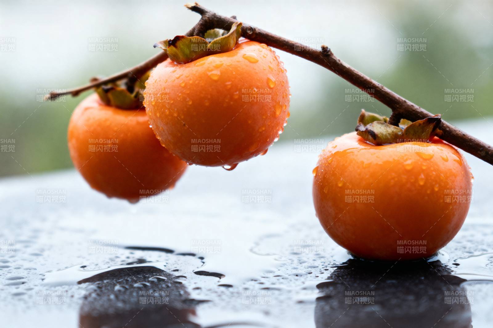 雨后柿子晶莹剔透图片