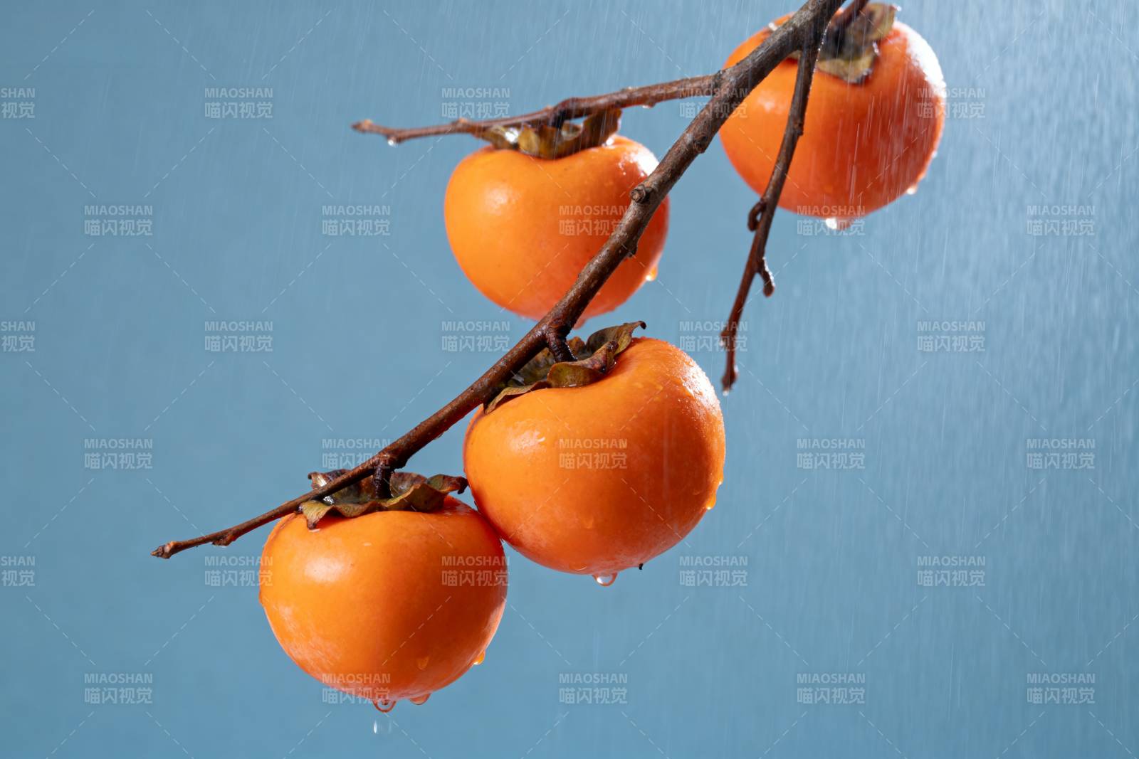 枝头柿子挂雨滴图片