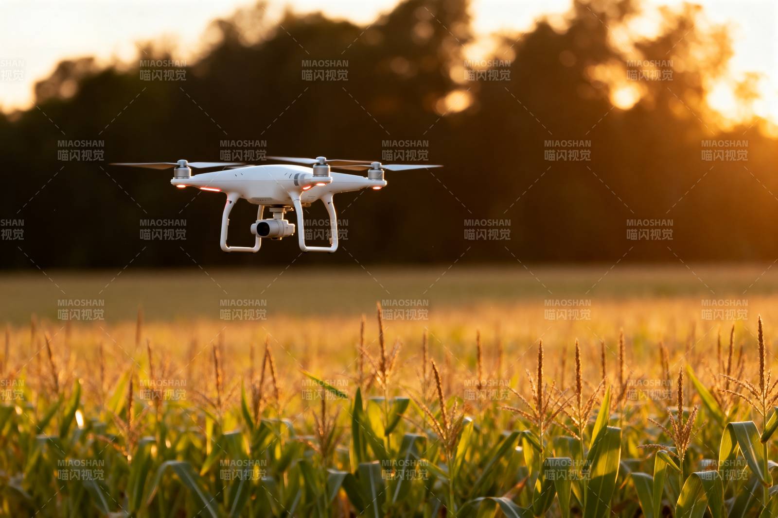 无人机飞越玉米田图片