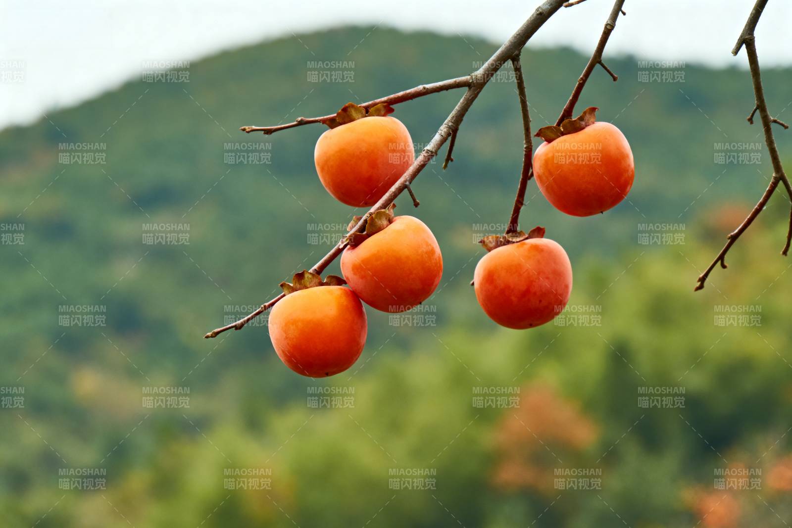 柿子挂枝头图片