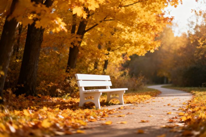 秋日公园静谧景图片