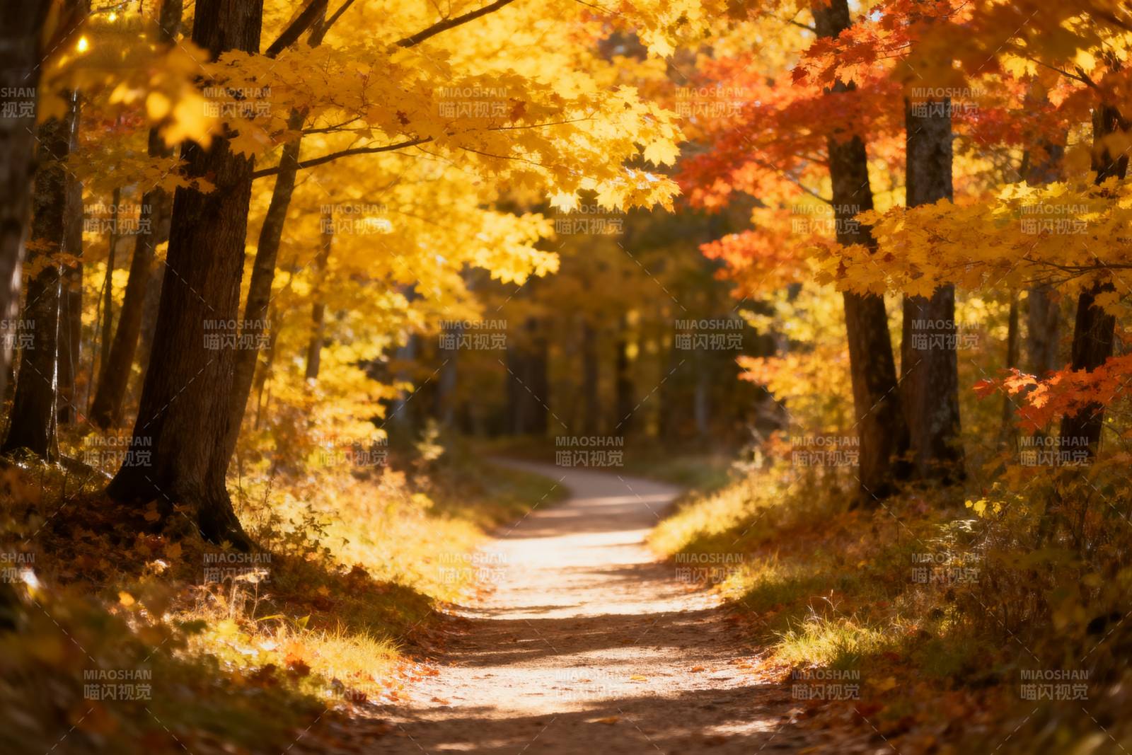 秋林小径图片