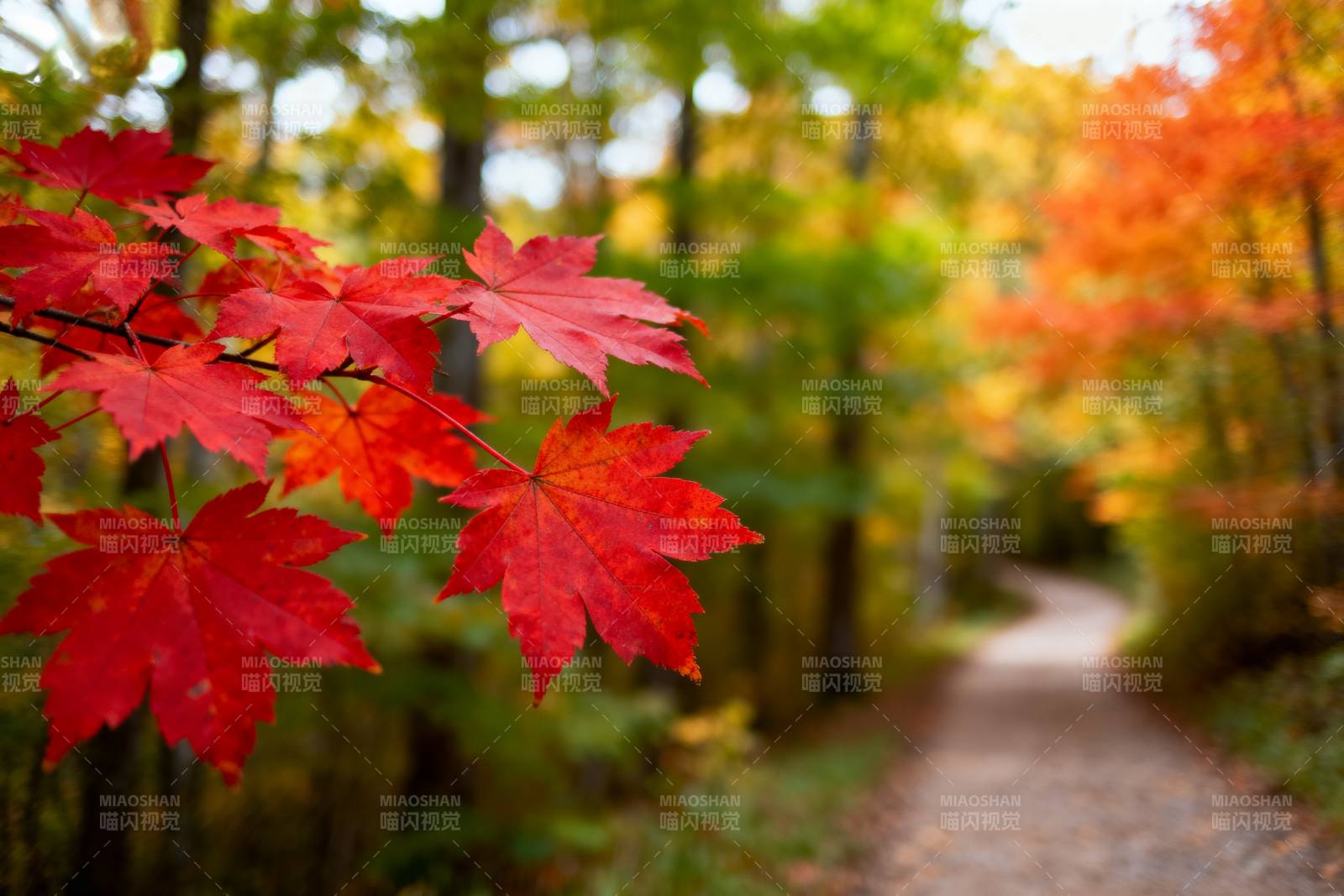 秋林红叶小径图片