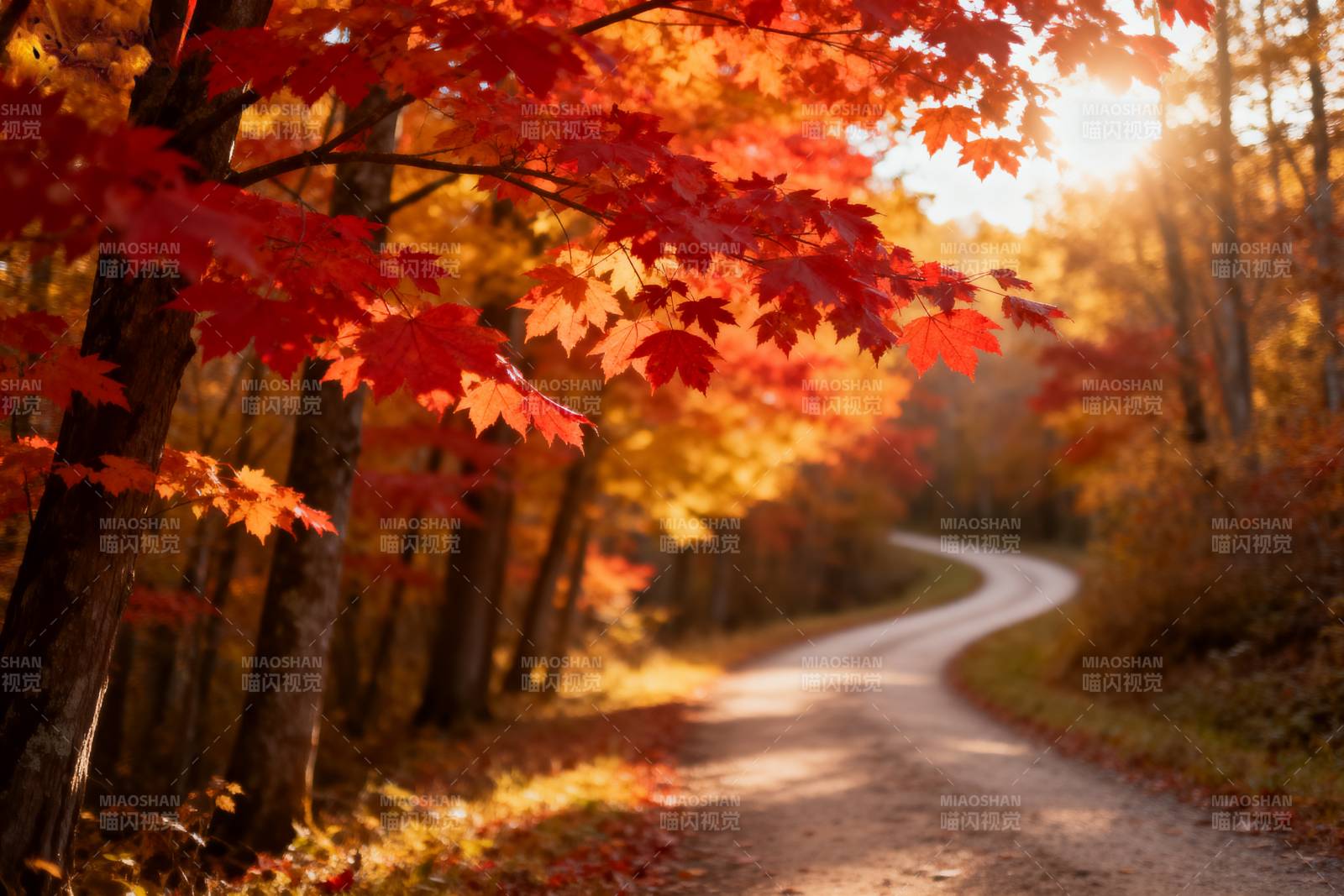 秋日林间小径图片