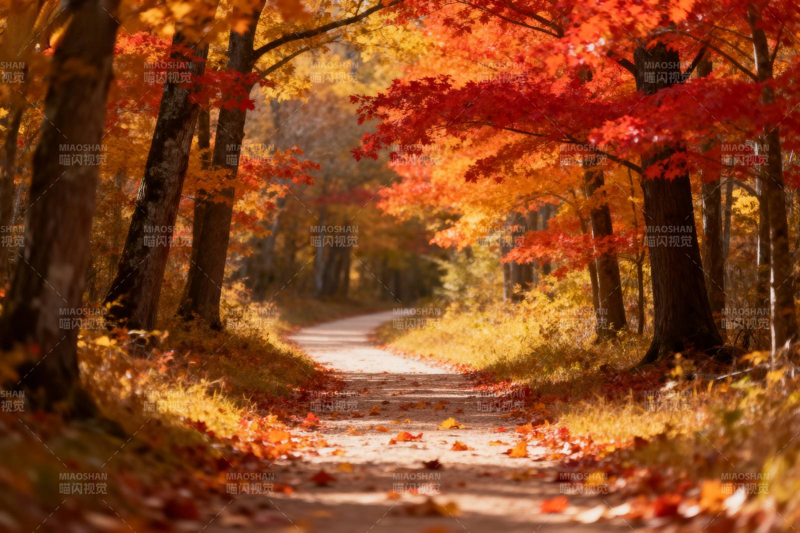 秋林小径图片