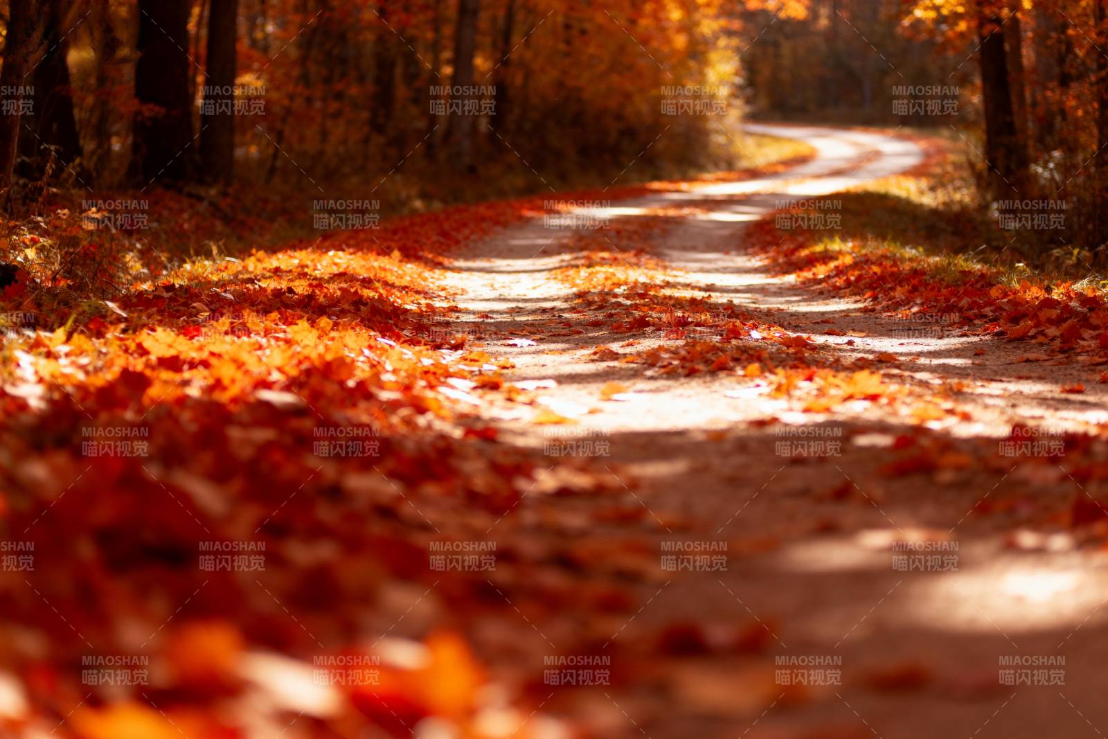 秋叶铺满小径图片