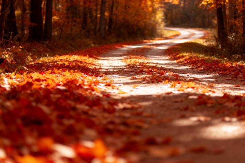 秋叶铺满小径图片