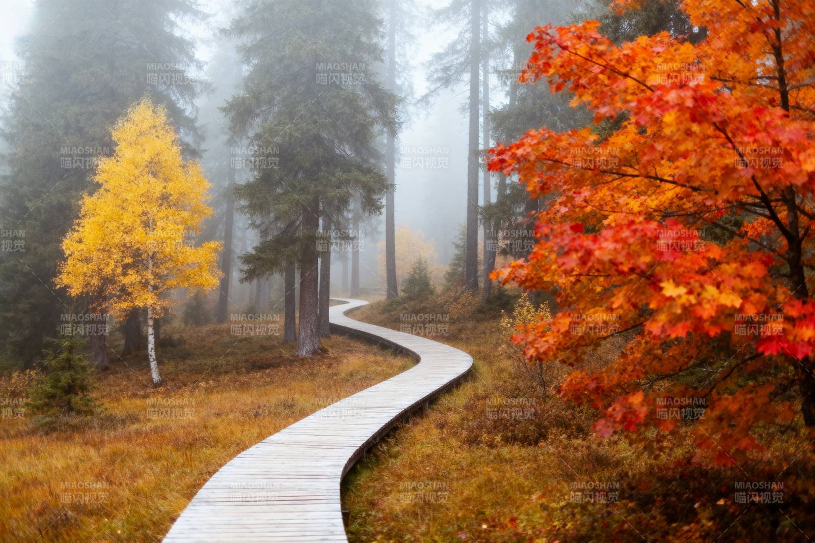 秋雾林径图片