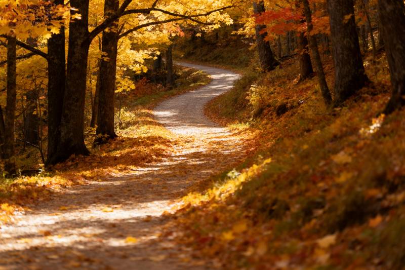 秋日林间小径图片