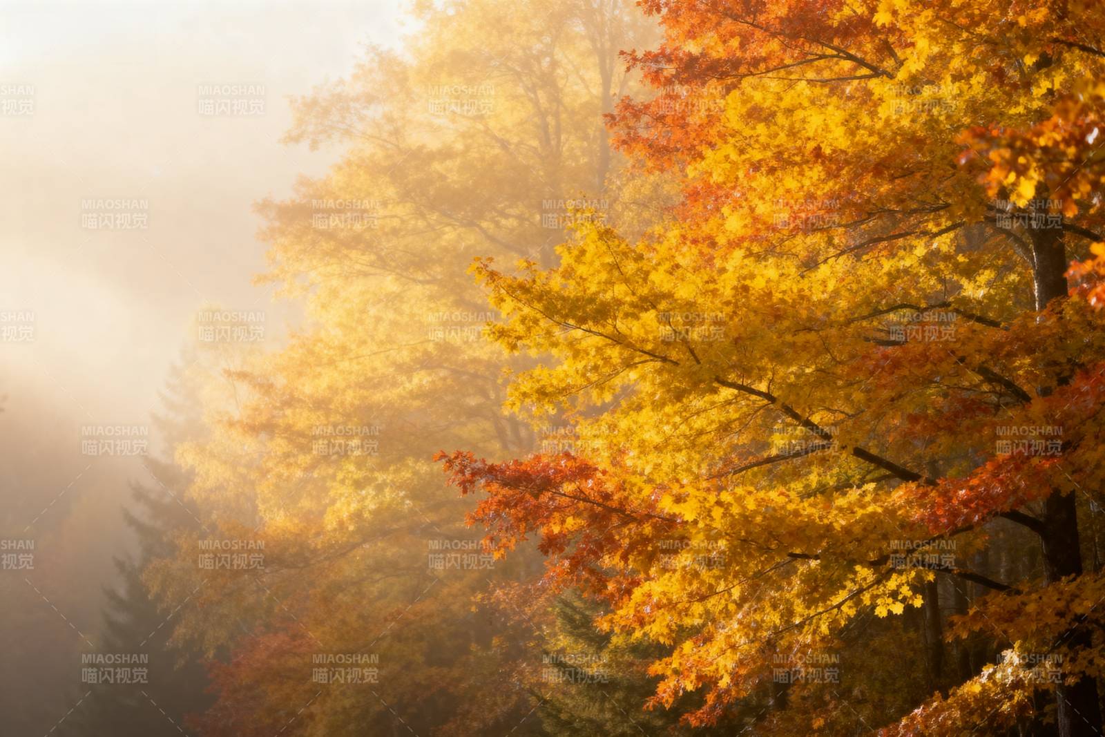 秋雾晨光图片