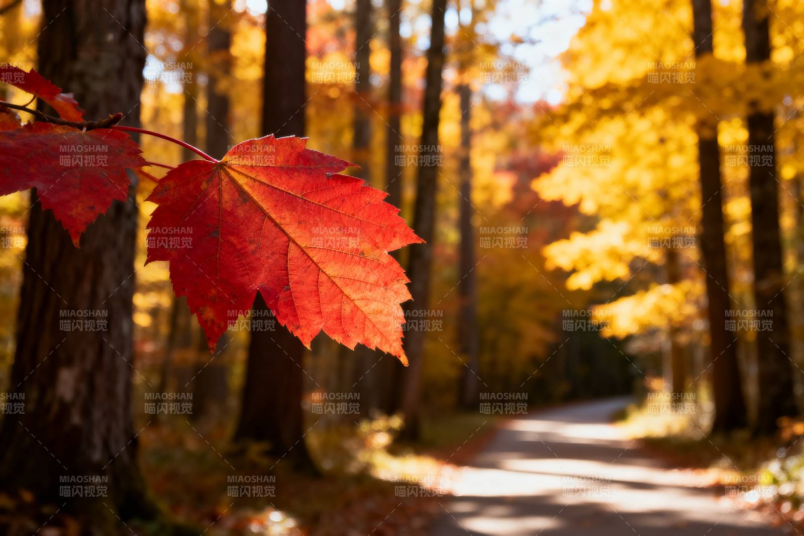 秋林红叶小径图片