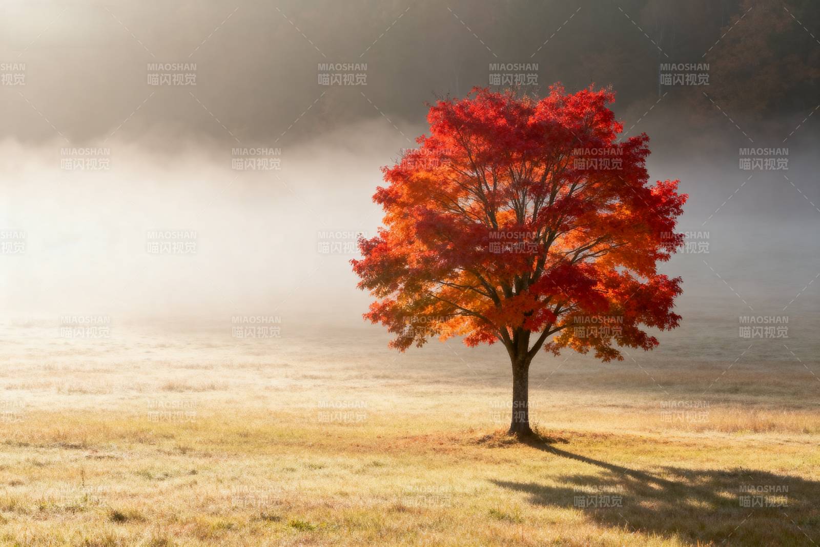 秋雾中的红叶树图片
