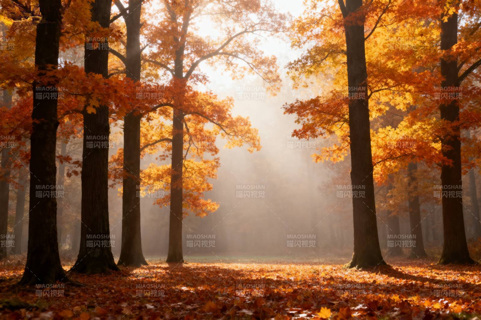 秋林晨光图片