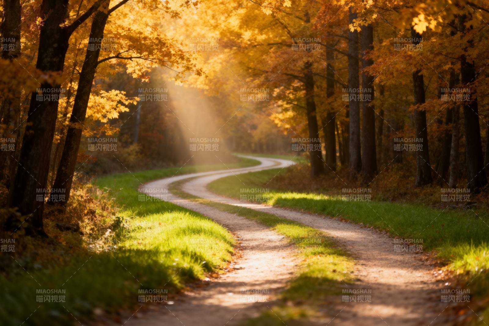 秋林小径光影图片