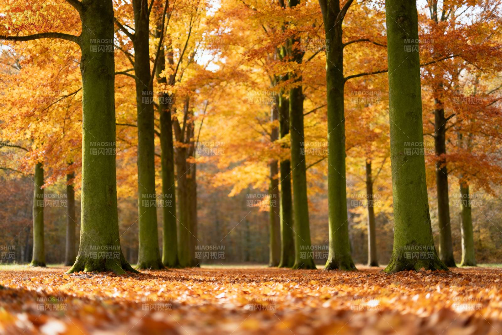 秋林落叶美景图片