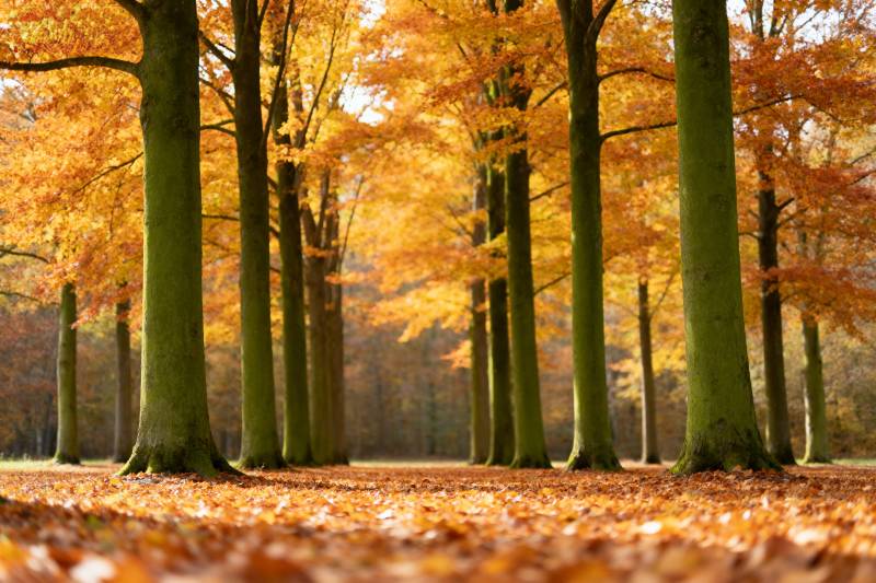 秋林落叶美景图片