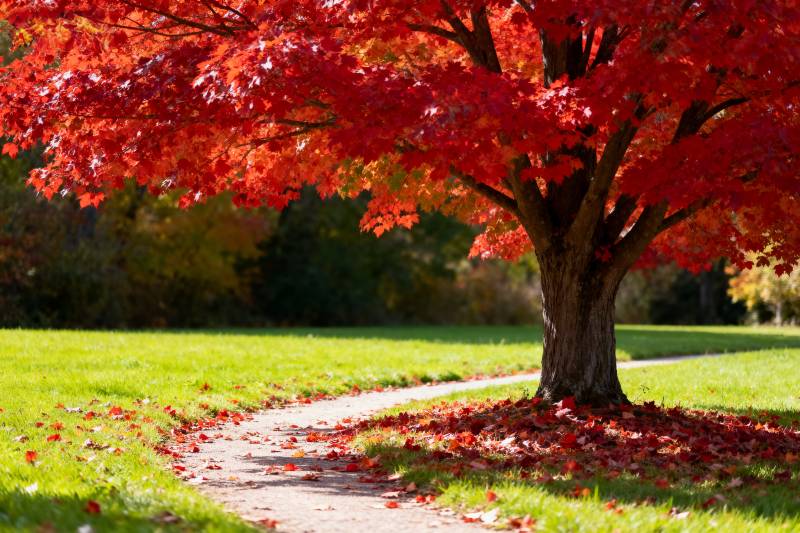 秋日红叶小径图片