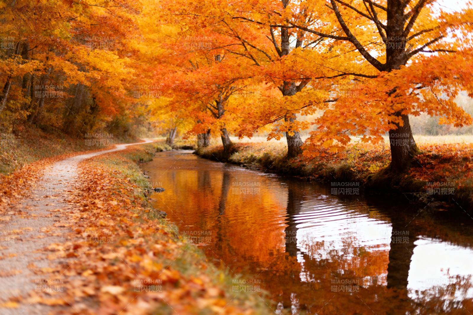 秋叶映水路图片