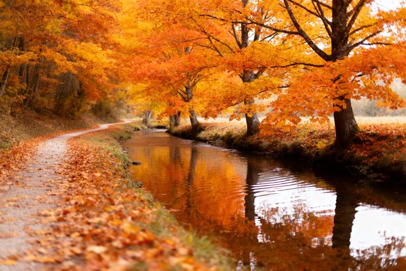 秋叶映水路图片