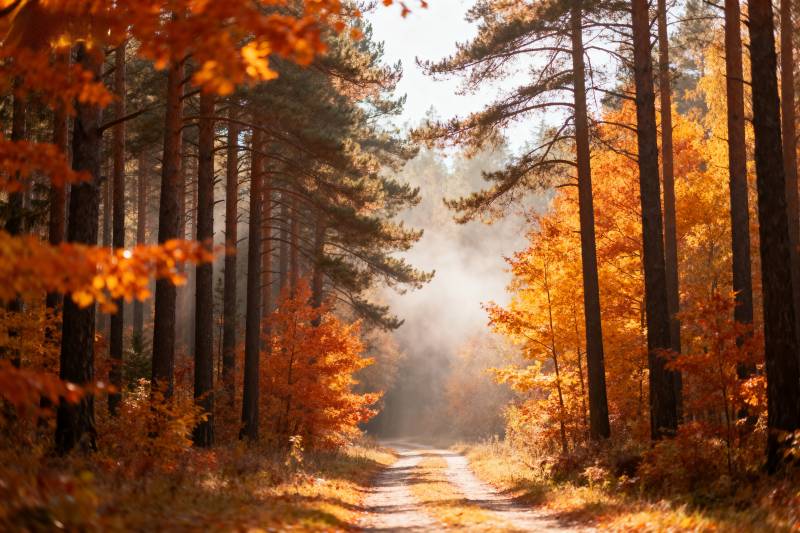 秋林小径晨光图片