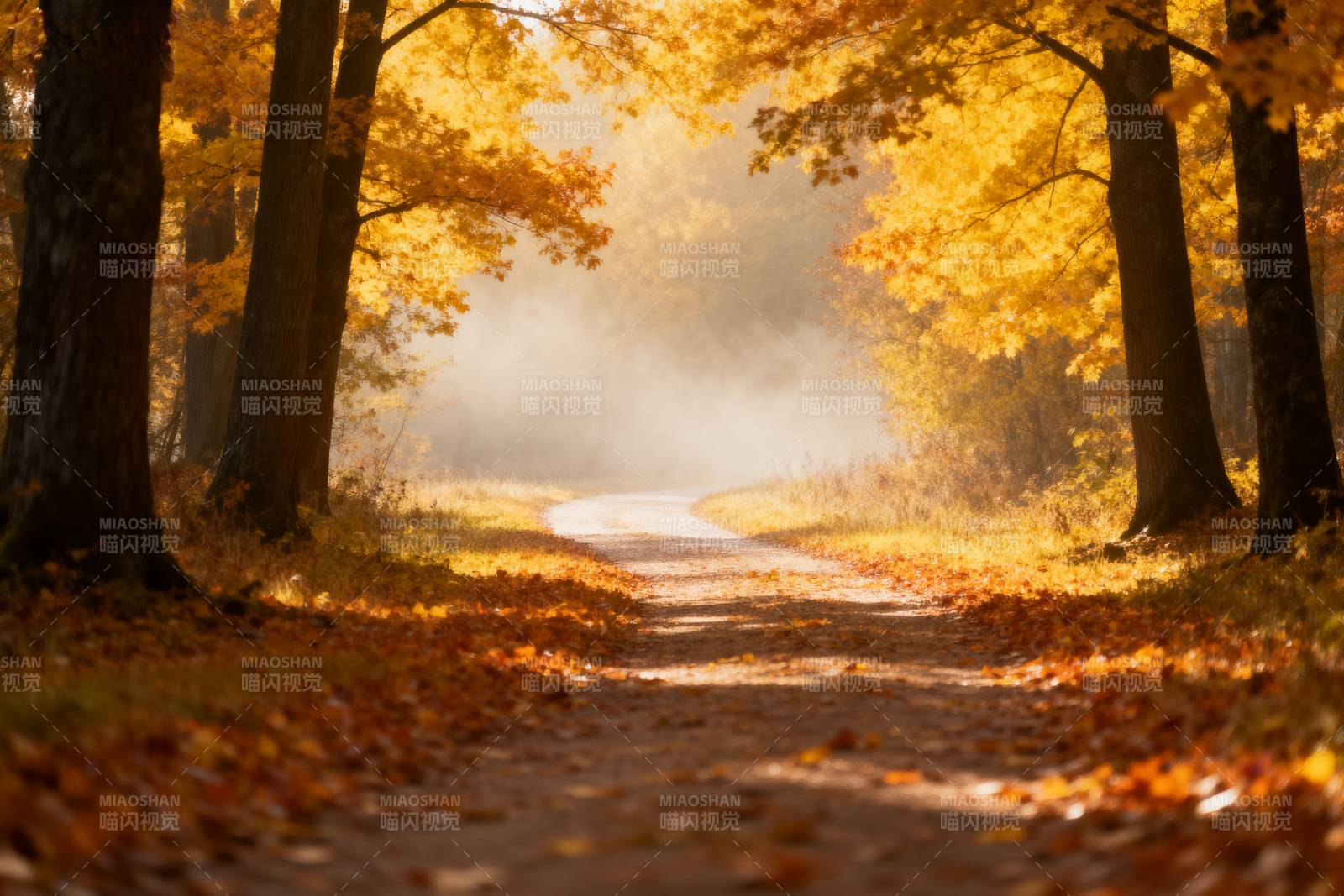 秋日林间小径图片