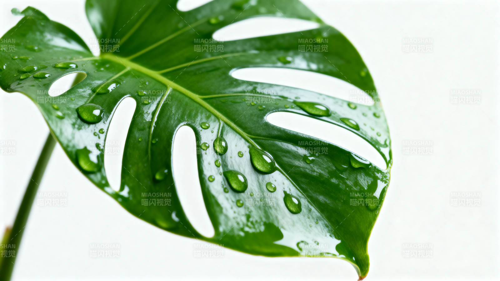 绿叶上的水珠图片