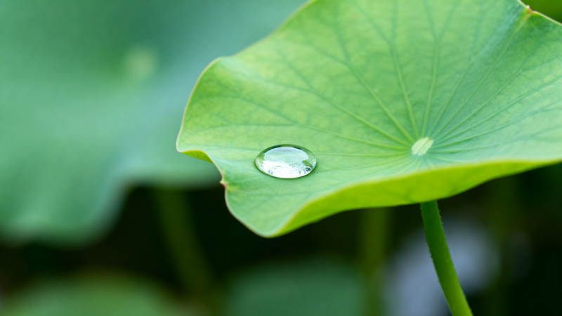 荷叶上的水珠图片