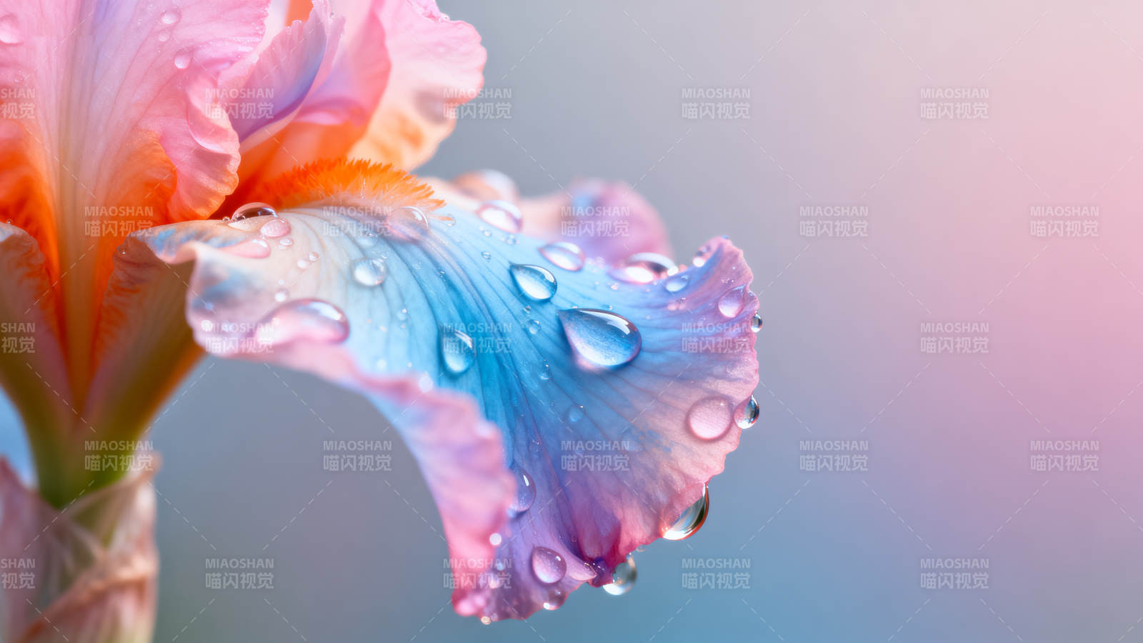 露珠映彩鸢尾图片