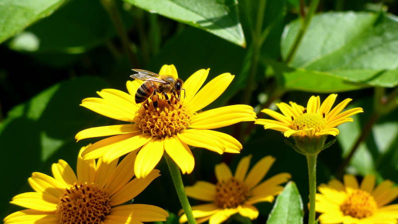 蜜蜂采蜜花丛中图片