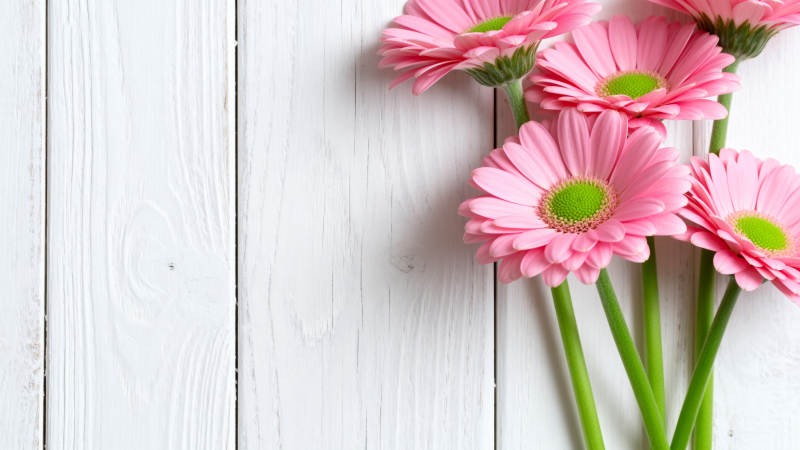 粉红雏菊静谧绽放图片