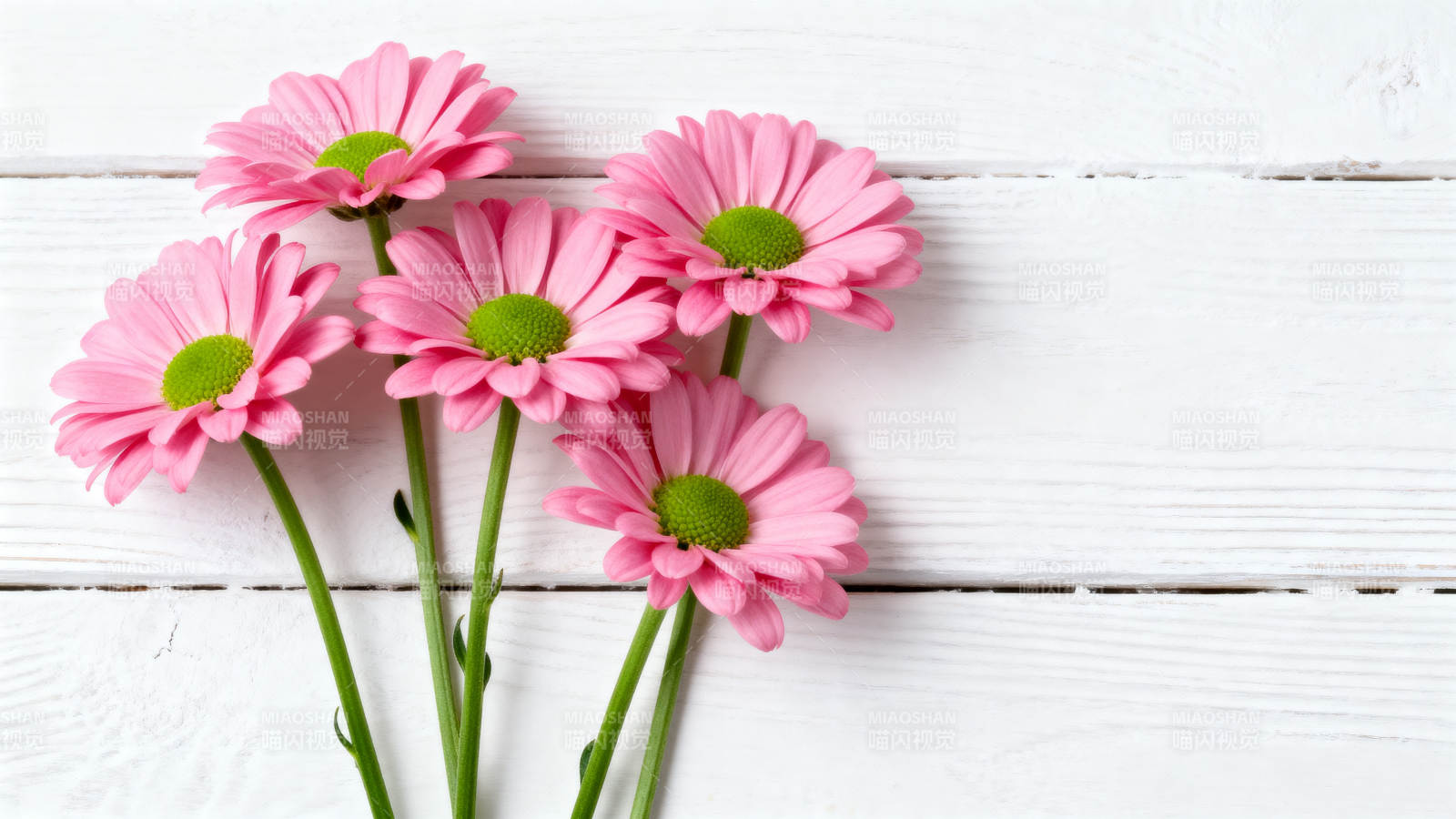 粉菊绽放木板上图片