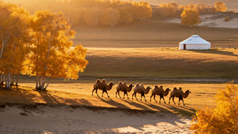 驼队行于秋野图片