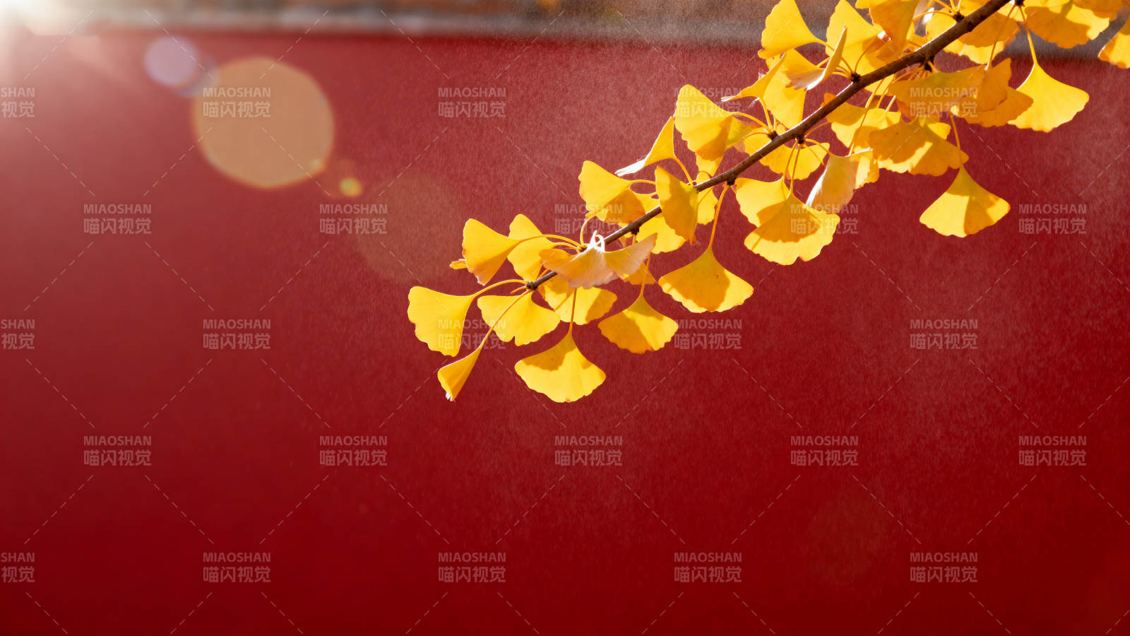 秋叶映红墙图片