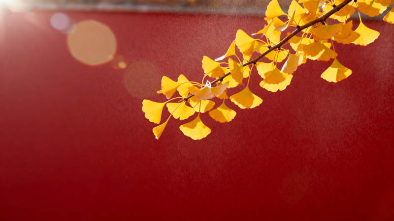 秋叶映红墙图片