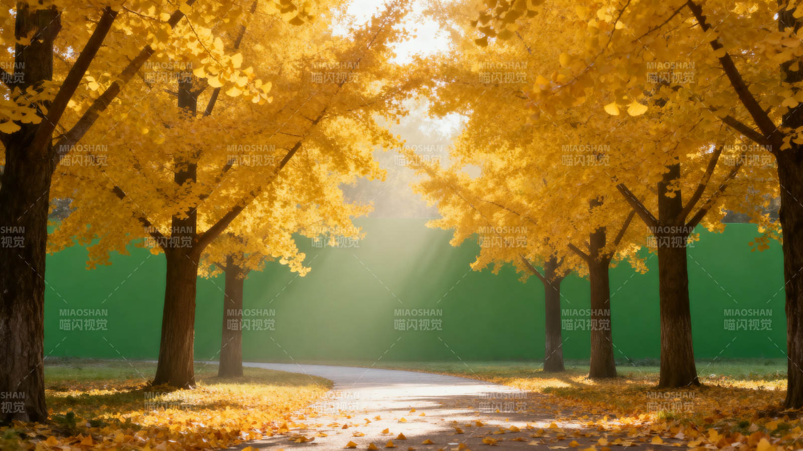 秋日金叶小径图片