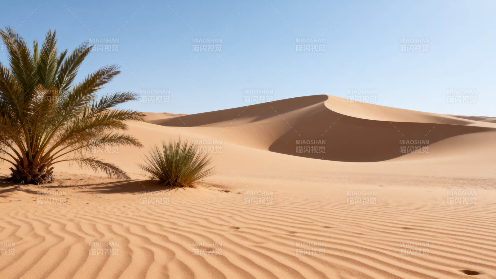 沙漠绿洲风光图片