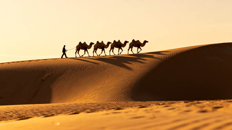 沙漠驼队剪影图片
