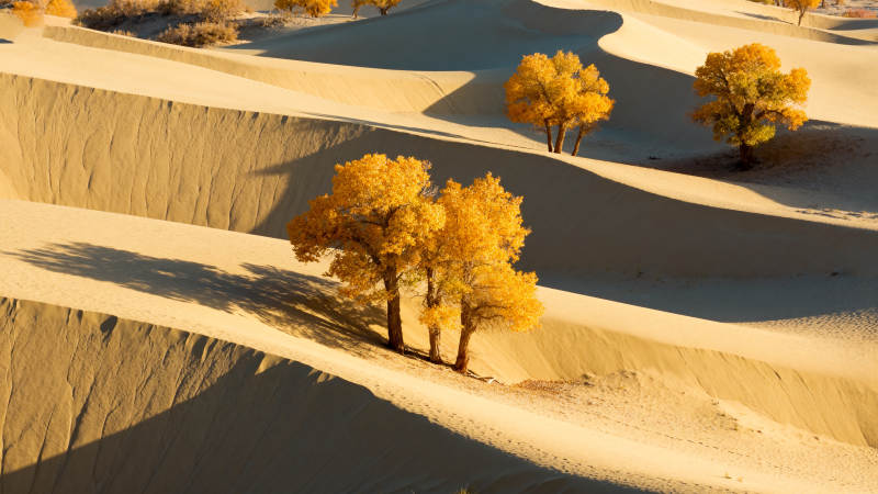 沙丘金秋树影图片
