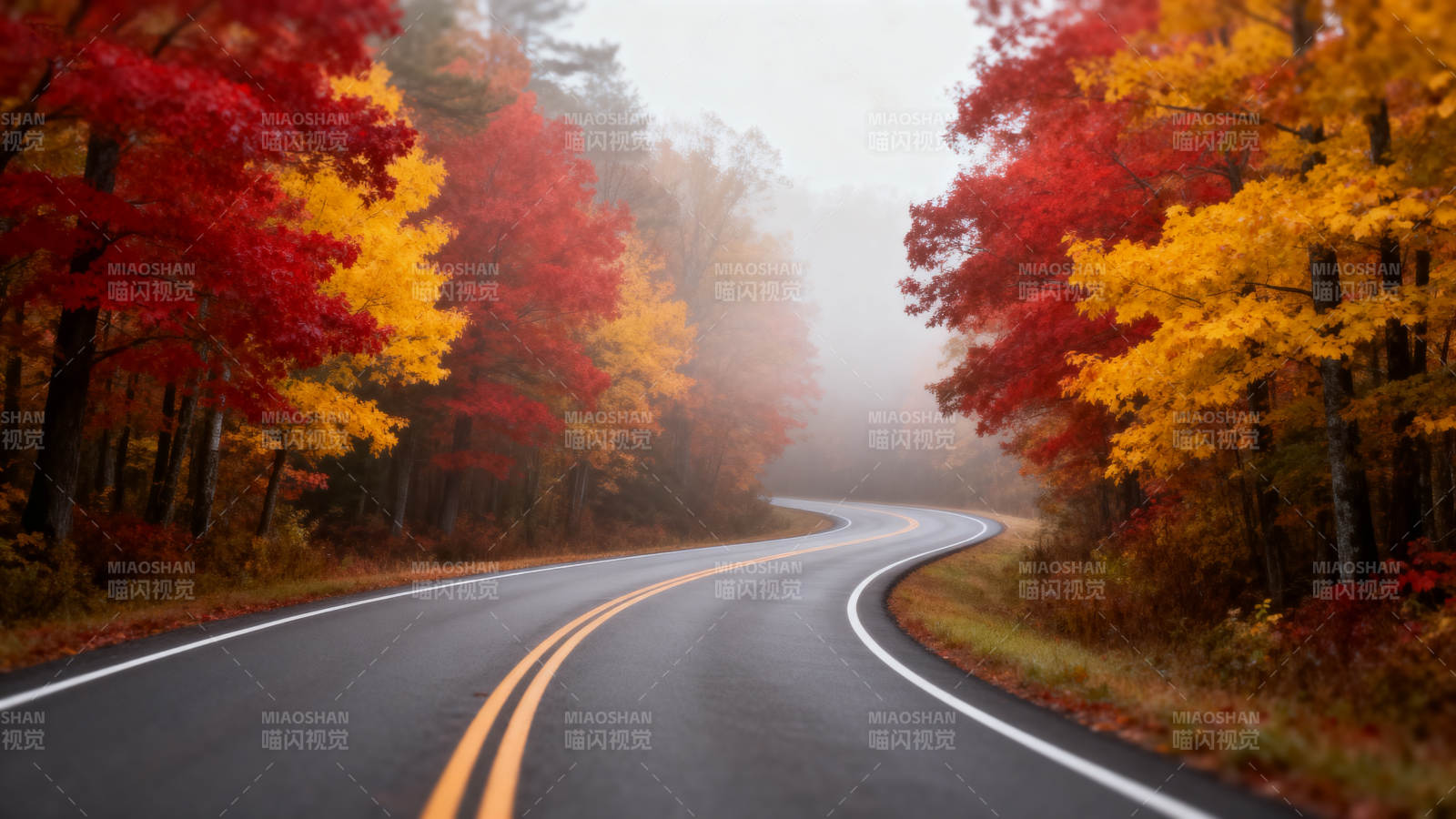 秋雾林间路图片