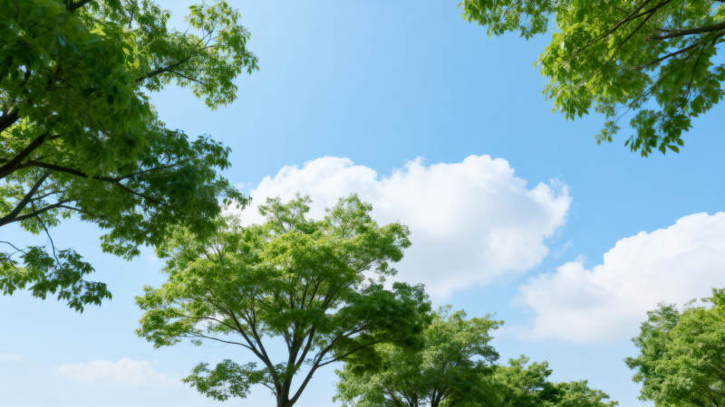 绿树蓝天白云图片