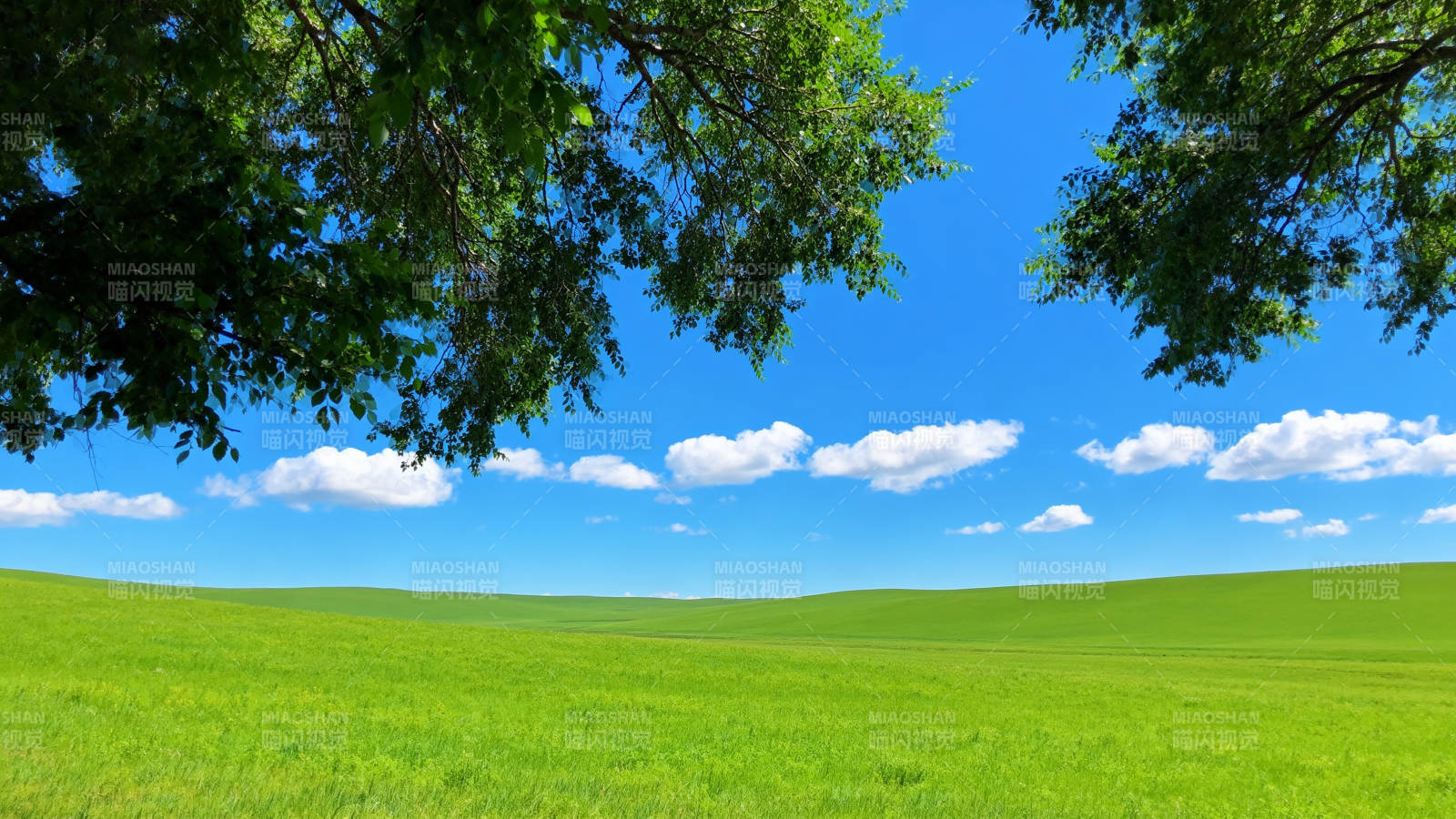 绿野蓝天树影图片