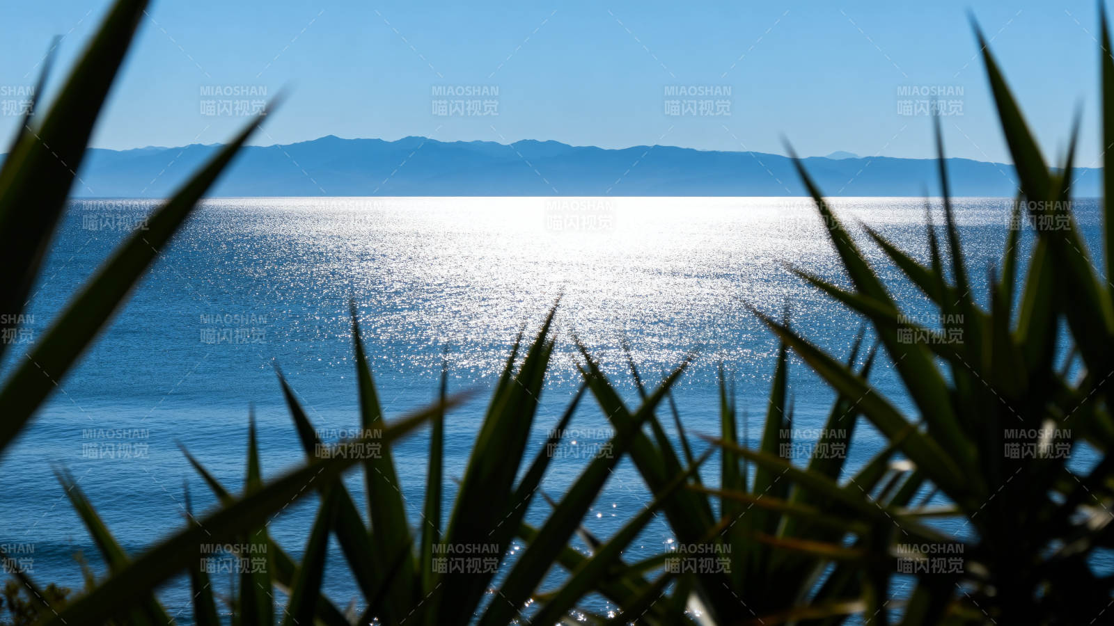 海景与绿植图片