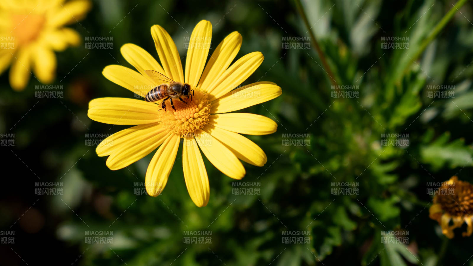 蜜蜂采蜜花丛中图片