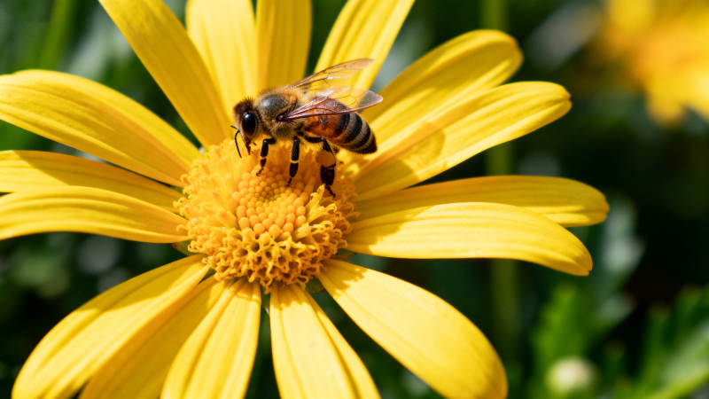 蜜蜂采蜜花丛中图片