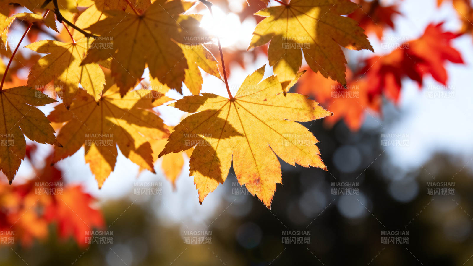 秋叶映阳光图片