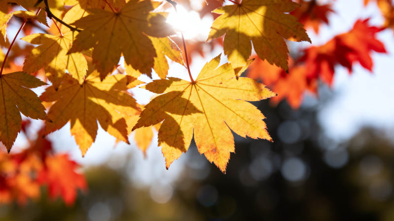 秋叶映阳光图片